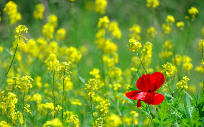 Practical Hope in Hard Times