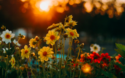 10 Lessons from the Great Pause